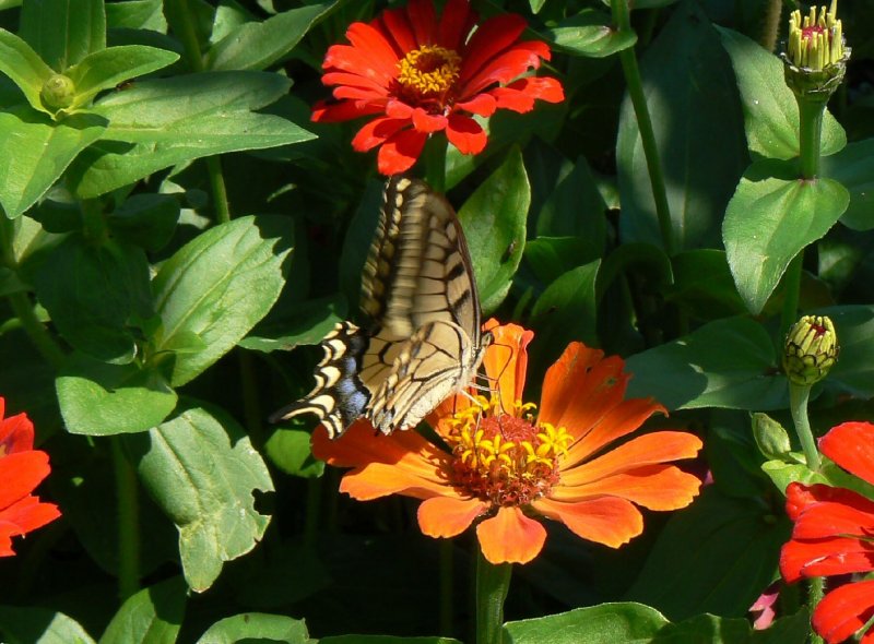 Foto: pozdrav l�ta