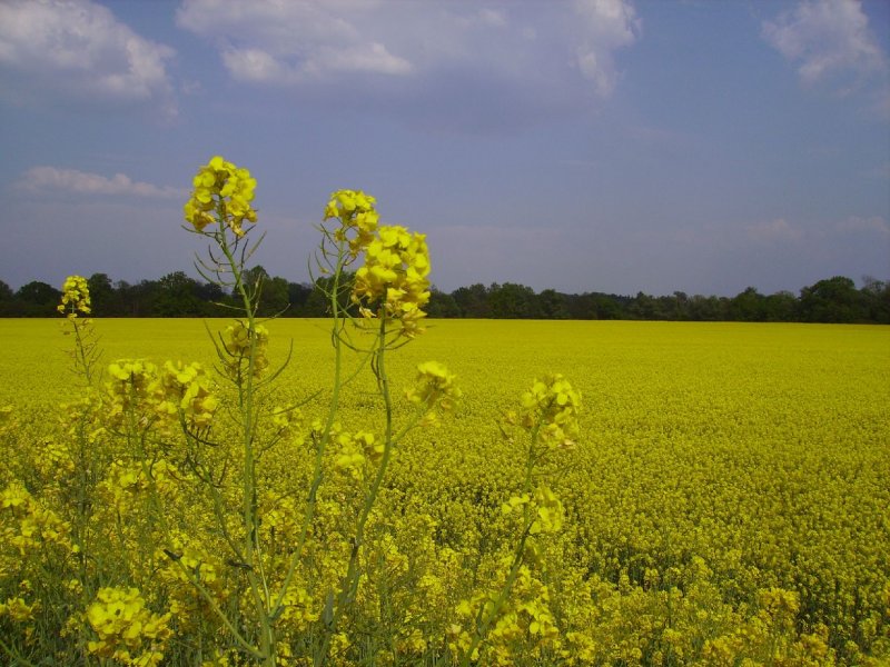 Foto: �epkov� pole