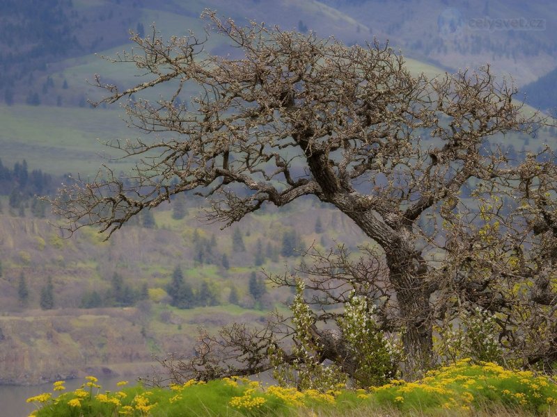 Foto: Stately Oak, Columbia River Gorge, Oregon