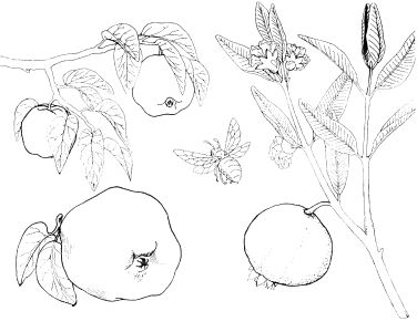 Omalov�nky k vytisknut�