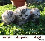 Chovatelska stanice ps�: EL TIGRE BLANCO