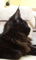 Chovatelska stanice ps�: GOLDEN CREEK CZ