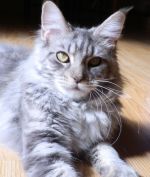 Chovatelska stanice ps�: SHAGGY ANGELS , CZ 