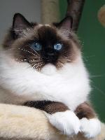 Chovatelska stanice ps�: DE VILLIA, SK