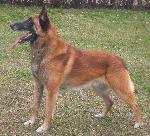 Chovatelska stanice ps�: ARGA - STAR