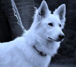 Chovatelska stanice ps�: OD VESELSK�CH P�SKOVEN