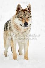 Chovatelska stanice ps�: SOTIS