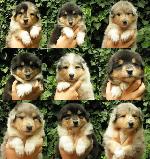 Chovatelska stanice ps�: FROM RIVER AGARA