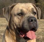 Chovatelska stanice ps�: CORSOLERO