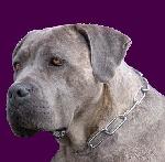 Chovatelska stanice ps�: FORTUNATEROSE