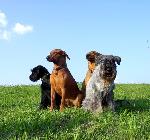 Chovatelska stanice ps�: GLORIA LEONES F. C. I.