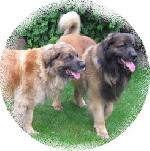 Chovatelska stanice ps�: GOLDEN ELF