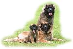 Chovatelska stanice ps�: LEONBERGER AREBRED