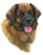 Chovatelska stanice ps�: BORA Z MILOTI�EK