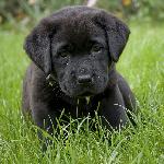 Chovatelska stanice ps�: DOGMIRACLE