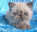 Chovatelska stanice ps�: VON DRENINA