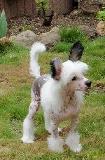 Chovatelska stanice ps�: FORSETI�S