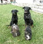 Chovatelska stanice ps�: NEGRURA DE LA NOCHE