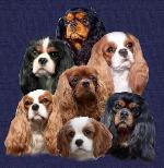 Chovatelska stanice ps�: Z VRCHU KR�L�