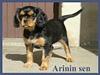 Chovatelska stanice ps�: ARININ SEN