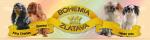 Chovatelska stanice ps�: BOHEMIA ZLATAVA