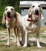 Chovatelska stanice ps�: ROBOROVSKI