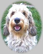 Chovatelska stanice ps�: Z MIMO�SK� PODKOVY