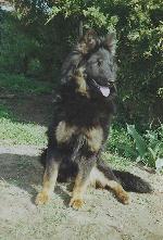 Chovatelska stanice ps�: VITA CANINA