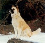 Chovatelska stanice ps�: KOKO�AN