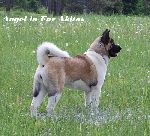 Chovatelska stanice ps�: ANGEL IN FUR