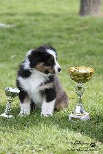 Chovatelska stanice ps�: CARCASSONNE TOLUGO