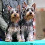 Chovatelska stanice ps�: POD BEZD�ZEM