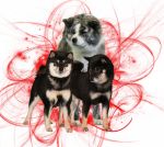 Chovatelska stanice ps: KAMIWAZA