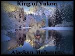 Chovatelska stanice ps�: KING OF YUKON
