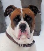 Chovatelska stanice ps�: SEMTEX - BULL