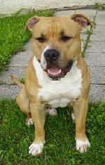 Chovatelska stanice ps�: CENTRAL BOHEMIA