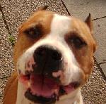 Chovatelska stanice ps�: KERBEROS DOG