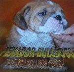 Chovatelska stanice ps�: FEXADOR-BULLDOGS