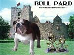 Chovatelska stanice ps�: BULL PARD MEZIN�RODN� CHR�N�N� CHOVATELSK� STANICE FCI