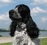 Chovatelska stanice ps�: ANTONITO