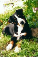 Chovatelska stanice ps�: Z TUR�IANSKEJ Z�HRADY