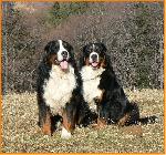 Chovatelska stanice ps�: BERNESSE DI REMATA