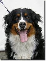 Chovatelska stanice ps�: VOM NESSELSDORF