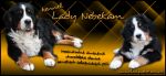 Chovatelska stanice ps: LADY NEBEKAM