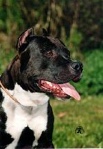 Chovatelska stanice ps�: Z JIND�ICHOVA DVORA