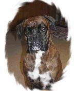 Chovatelska stanice ps�: OD V�TKOVSK� KATEDR�LY