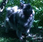 Chovatelska stanice ps�: RE-JAN MORAVIA