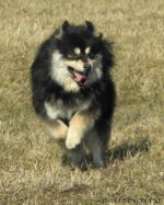 Chovatelska stanice ps�: DEVON EXE