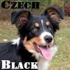 Chovatelska stanice ps�: CZECH BLACK