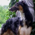 Chovatelska stanice ps�: DONA ZUZIA